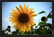 soleil tournesol